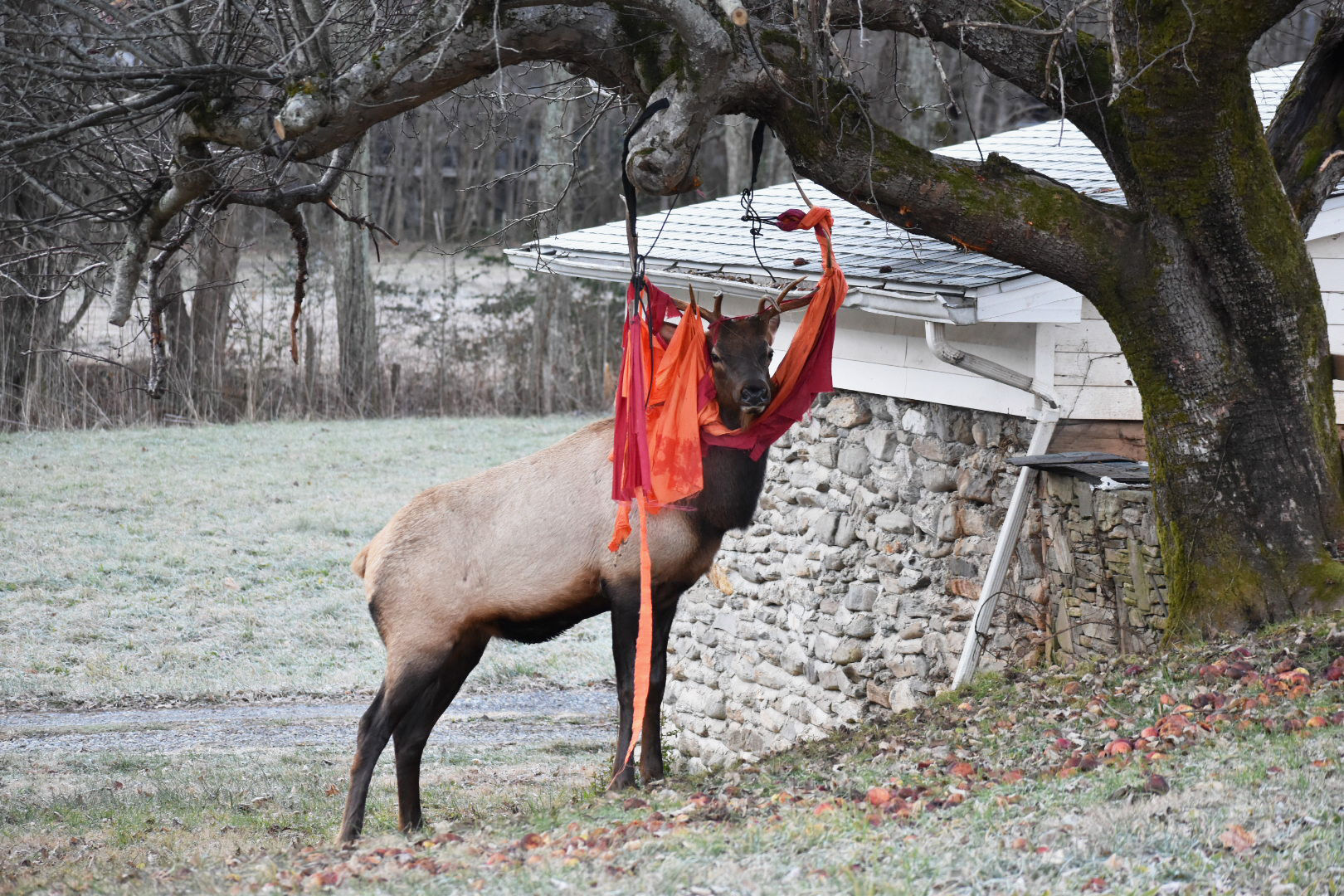 Tangled Elk